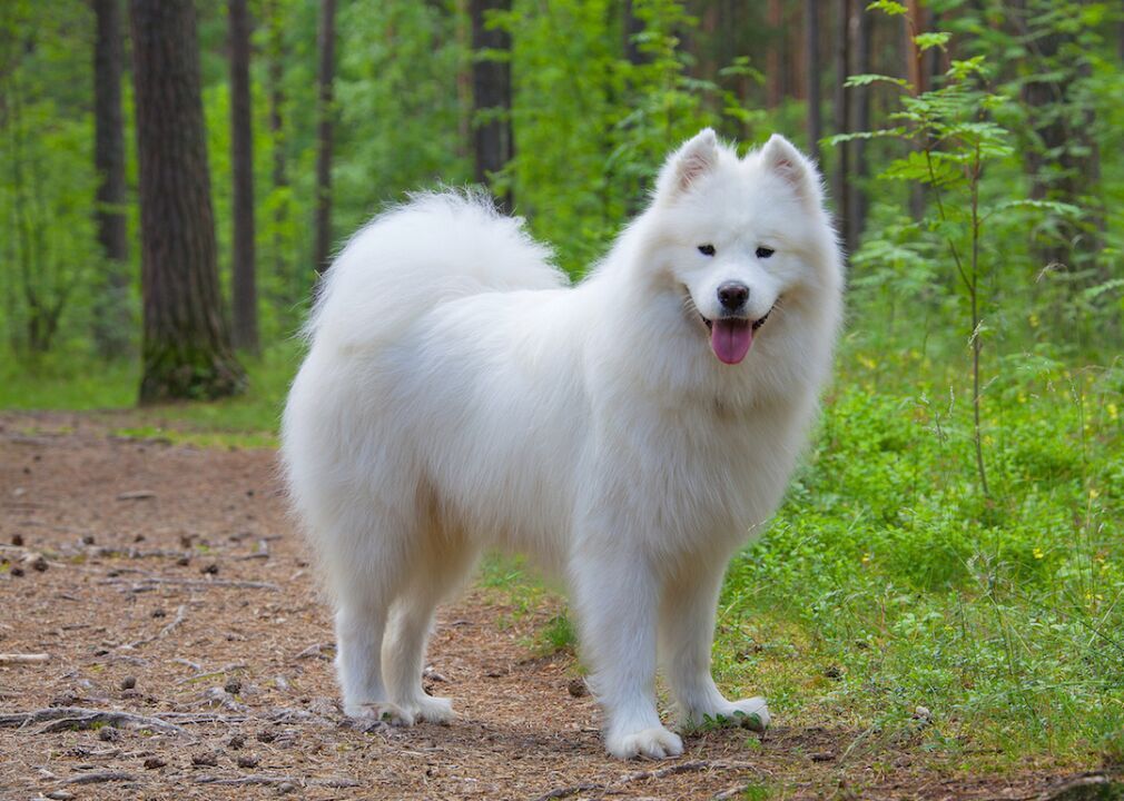 #44. Samoyed